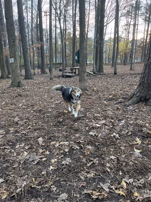 Dog Park at Carolina Pines Park